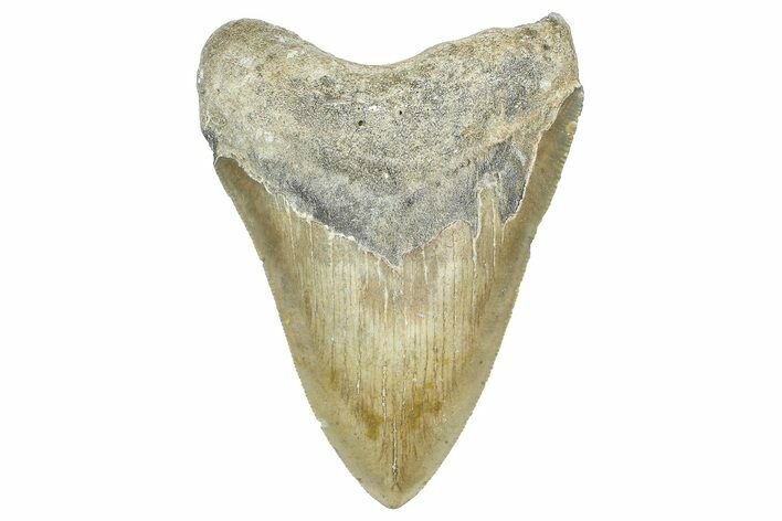 Serrated, Fossil Megalodon Tooth - North Carolina #363718